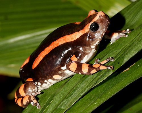 PHRYNOMANTIS BIFASCIATUS TOAD VENOM FOR SALE PHRYNOMANTIS BIFASCIATUS TOAD VENOM FOR SALE